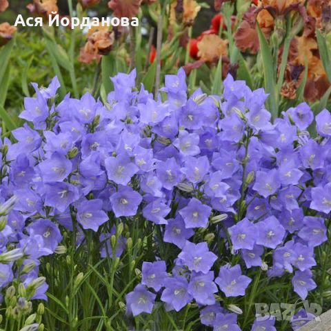 Градински студоустойчиви цветя и храсти, снимка 1 - Градински цветя и растения - 45373861