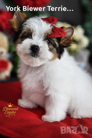Йоркширски Териер!Елитни кученца с родословие - най-добри приятели за семейство!, снимка 2 - Йоркширски териер - 52847716