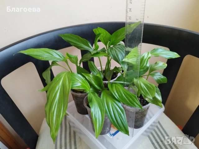 Спатифилум/Лилия на мира Комплект от 5 бр 7 €