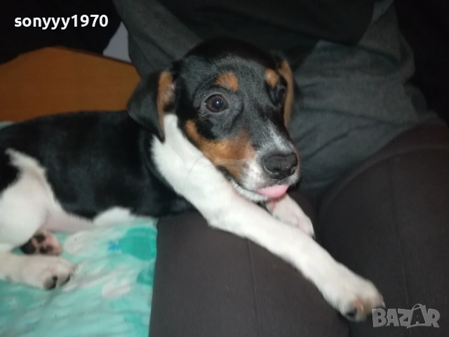 КУТРЕ/ПАЛЕ ДЖАК РЪСЕЛ НА 2 МЕСЕЦА С ПАСПОРТ 0211251734