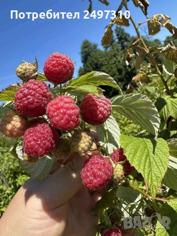 продавам разсад малини , снимка 3 - Разсади - 53508347
