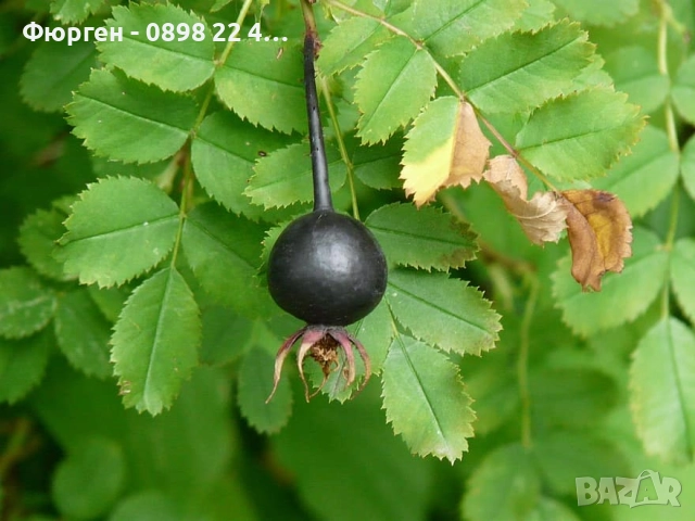 Черна шипка от диви рози (Rosa spinosissima)