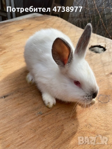 Зайци , снимка 5 - Други животни - 53488376