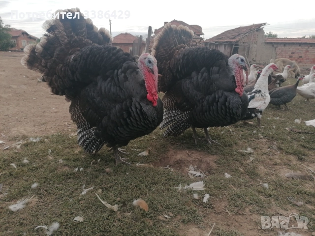 Пуйки, неми патици,  токачки