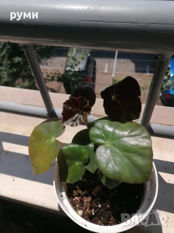 бегония слонско ухо, снимка 5 - Стайни растения - 43024307