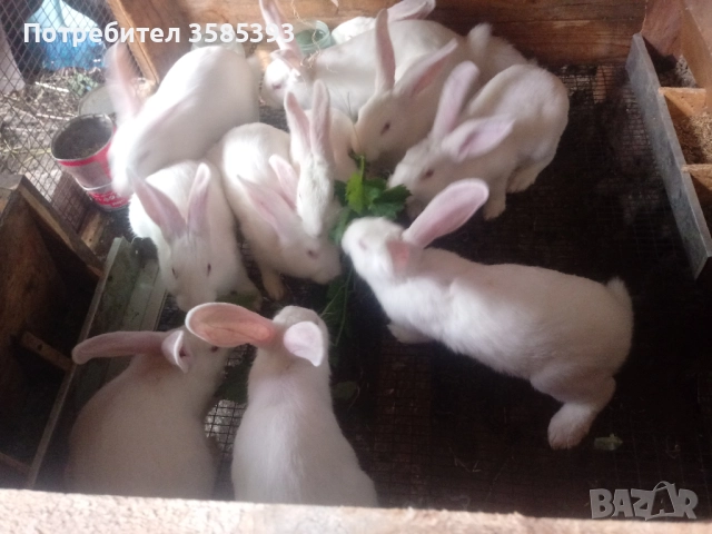 продавам зайци