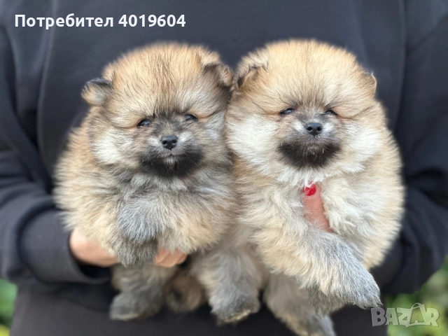 Померан померанчета, снимка 4 - Померан - 52504749