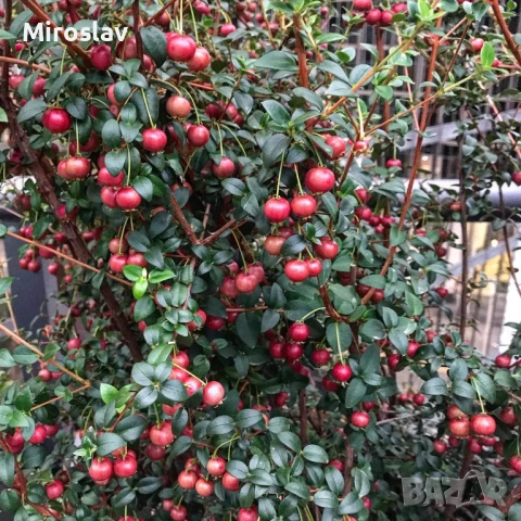 Чилийска гуава-(Ягодова мирта), снимка 3 - Градински цветя и растения - 53918152