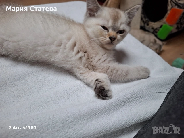 Британска късокосместа , снимка 4 - Британска късокосместа - 54084870