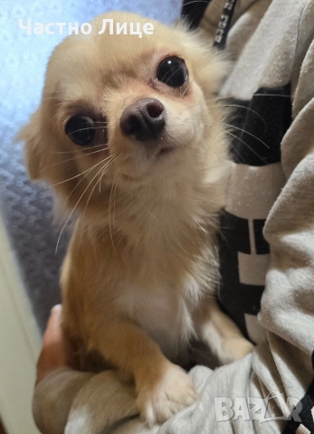 Женско чистокръвно чихуахуа, снимка 5 - Чихуахуа - 52901834