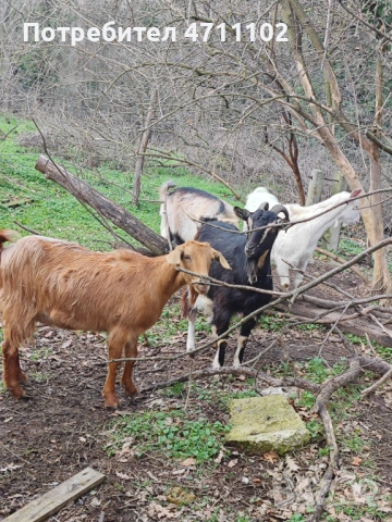 Кози, снимка 3 - Кози - 53499107