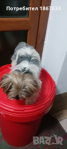 Йоркширски териер бивиер, снимка 2 - Йоркширски териер - 53665968