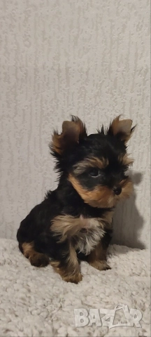 Йоркширски териер момченце , снимка 3 - Йоркширски териер - 51385796