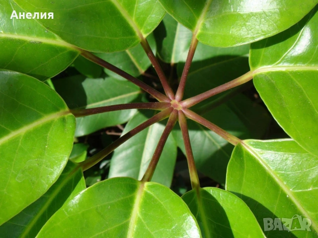 ШЕФЛЕРА Schefflera Actinophylla, снимка 3 - Стайни растения - 54277847