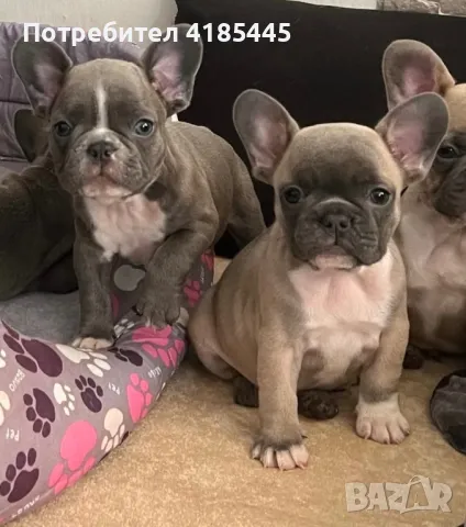 French bulldog / Френски булдог, снимка 15 - Френски булдог - 49214389