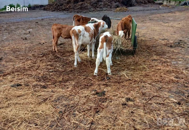 Продавам телета и крави, снимка 1