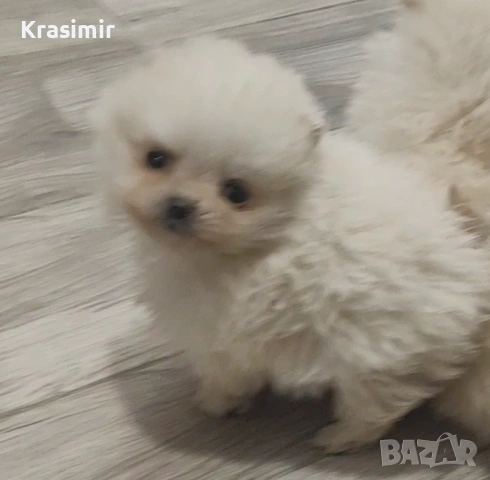 померанчета-минишпиц, снимка 2 - Шпиц - 53698791