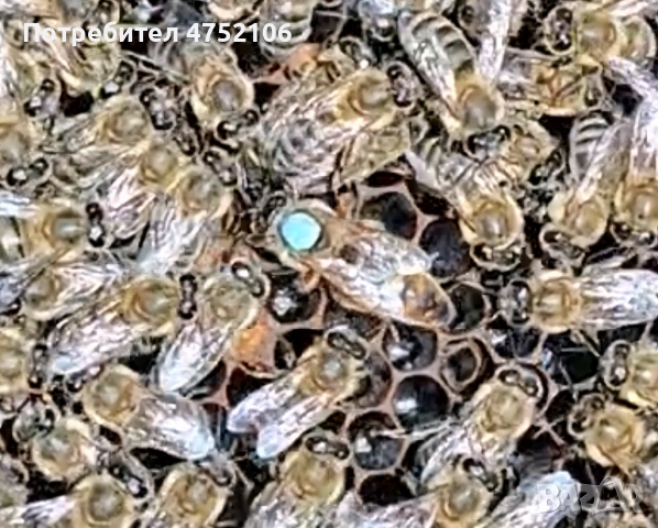 Пчелни майки и отводки от регистриран производител