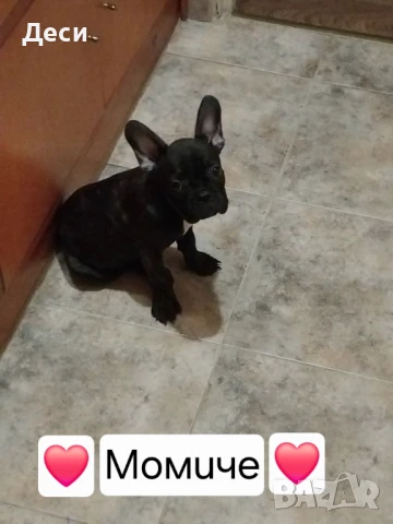 Продавам кученца, снимка 1