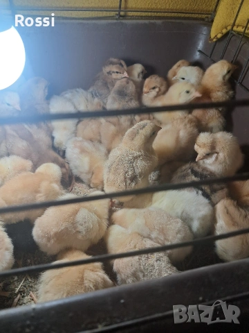 Дворни пиленца и от сини яйца, снимка 16 - Кокошки и пуйки - 53276186