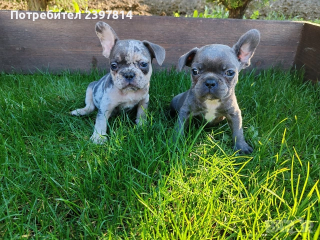 Френски булдог 