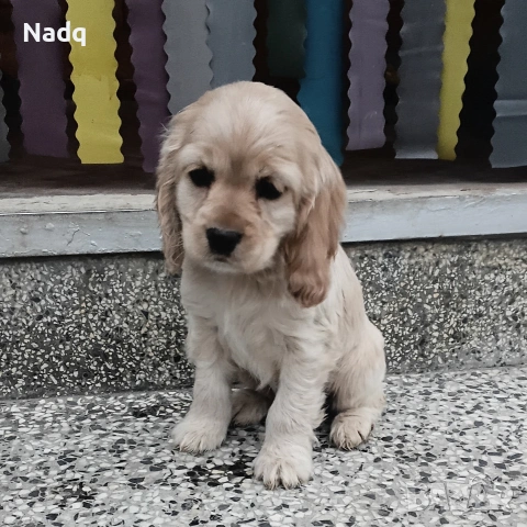 Кокер шпаньол Страхотно , снимка 2 - Кокер шпаньол - 53922760