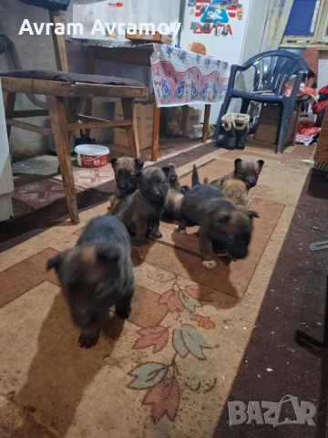 Белгииска овчарка малиноа, снимка 3 - Белгийска овчарка - 52921183