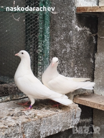 Гълъби порода Бенкалии (бемкалии, карабелии), снимка 5 - Гълъби - 52410859