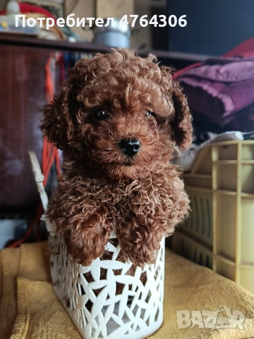 той пудел червен, с две ваксини,паспорт