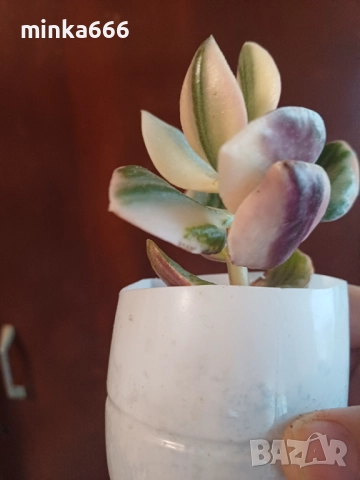 Вариегатно дърво на живота., снимка 2 - Стайни растения - 52414516