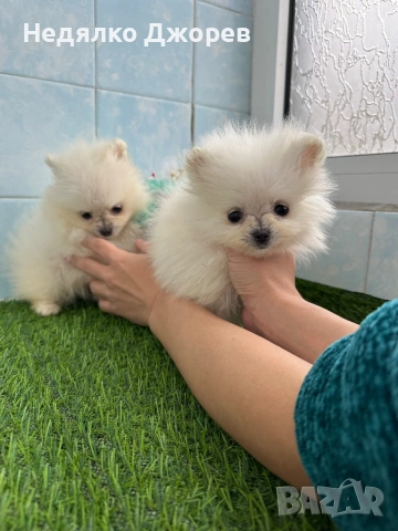 Померан момчета и момичета, снимка 2 - Померан - 54227837