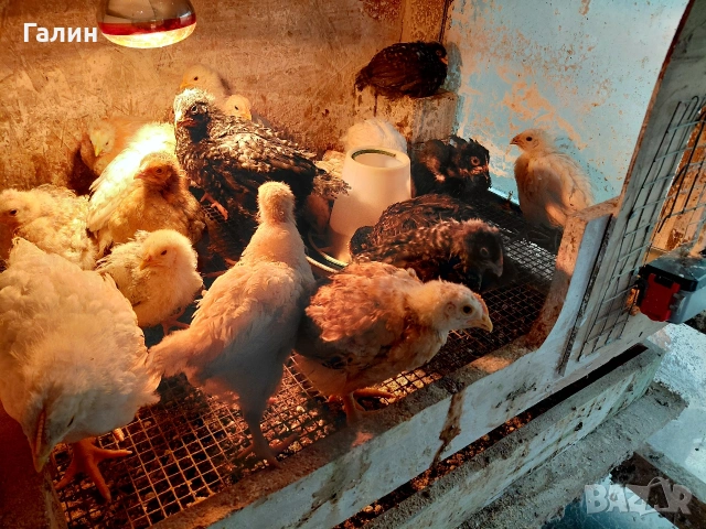 Пилета, снимка 2 - Кокошки и пуйки - 53931267