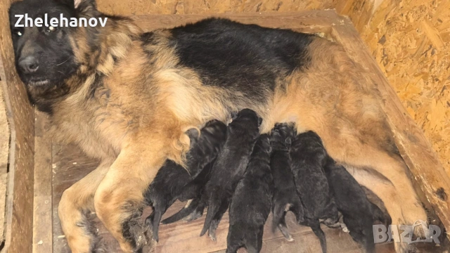 Немска Овчарка от Развъдник ”Von Zhelehanov”, снимка 2 - Немска овчарка - 53485276