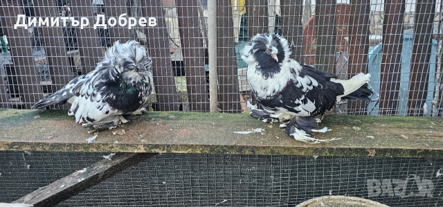 Тигрови бухари , снимка 3 - Гълъби - 53235304