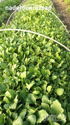 Разсад ранни домати краставици, снимка 8 - Разсади - 54052633