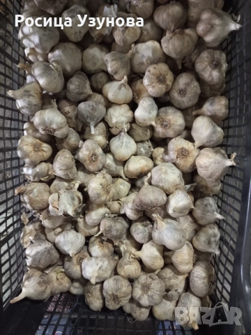 Български чесън 