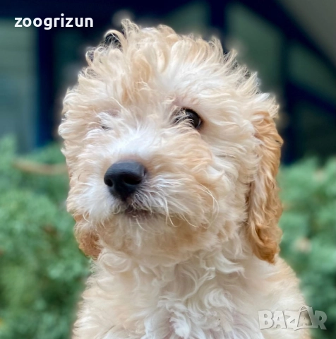 Малки кавапу пудели, снимка 3 - Пудели - 51641128