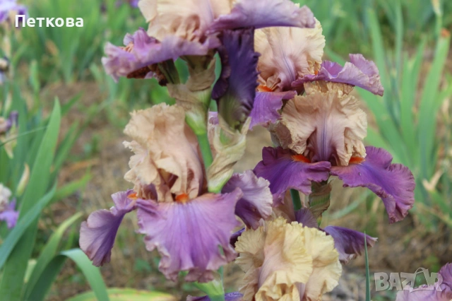 Сортови ириси 