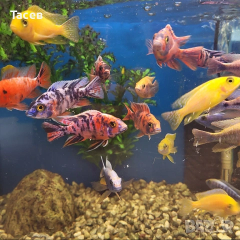 Африкански цихлиди 7см