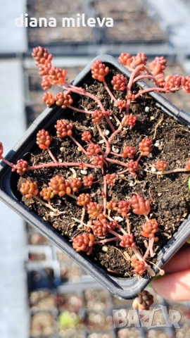 Седум Коралов килим, Sedum album Coral Carpet, снимка 12 - Градински цветя и растения - 53865678