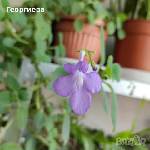 сентполия, снимка 3 - Стайни растения - 51091126