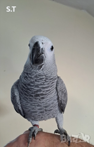 Папагал кралско жако, снимка 4 - Папагали - 52735318