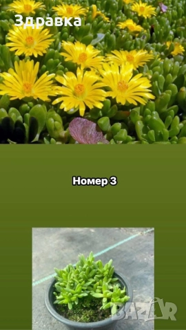 7цвята делосперма 