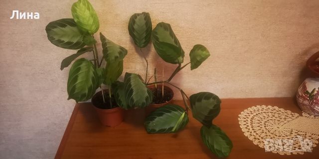 Маранта силвър бенд(Maranta leuconeura"Silver Band", снимка 4 - Стайни растения - 45563625