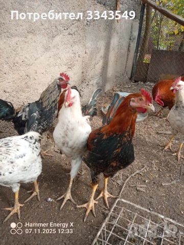 Млади петли 