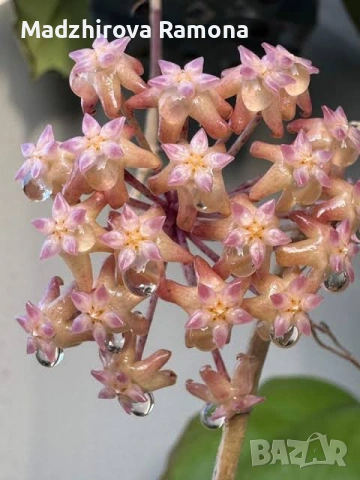 Хоя. Hoya Seeds 002 