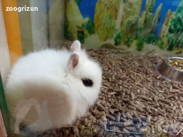 Декоративни зайчета, снимка 3 - Декоративни зайчета - 53823115