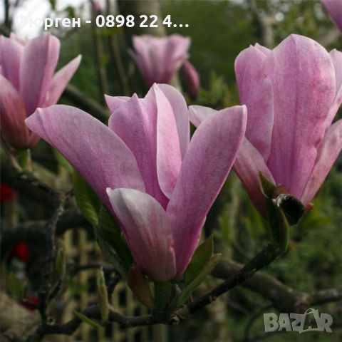 Магнолия Magnolia Heaven Scient, снимка 3 - Разсади - 45847208