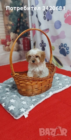 Кавапу , снимка 2 - Кавалер кинг чарлз шпаньол - 53980149