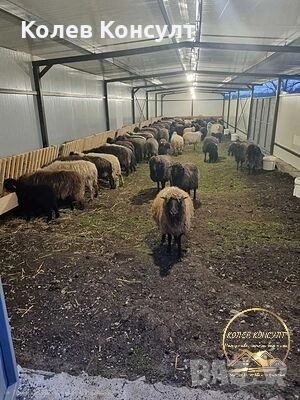 Овцеферма село Опан 